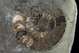 Polished Ammonite (Dactylioceras) Half - England #103784-1